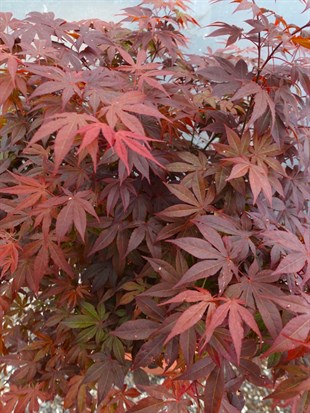 Japon Ters Kırmızı Akçaağaç Bonsai (Acer Palmatum)