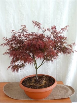 Japon Ters Kırmızı Akçaağaç Bonsai (Acer Palmatum)