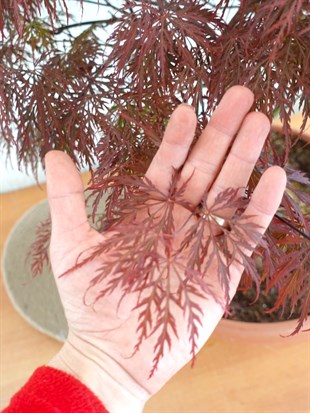 Japon Ters Kırmızı Akçaağaç Bonsai (Acer Palmatum)