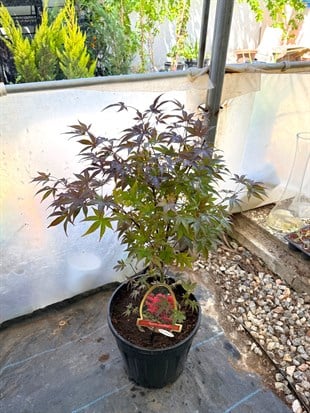 Japon Ters Kırmızı Akçaağaç Bonsai (Acer Palmatum) 60-70 cm – Uzakdoğunun Büyüleyici Sanatı 🍁
