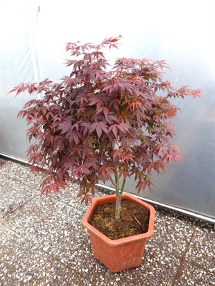 Japon Ters Kırmızı Akçaağaç Bonsai (Acer Palmatum)