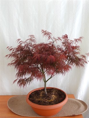 Japon Ters Kırmızı Akçaağaç Bonsai (Acer Palmatum)