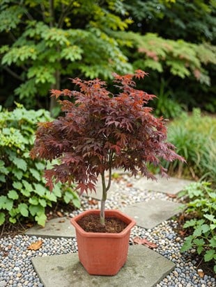 Japon Ters Kırmızı Akçaağaç Bonsai (Acer Palmatum)