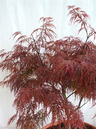 Japon Ters Kırmızı Akçaağaç Bonsai (Acer Palmatum)