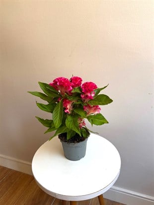 Kadife Çiçeği (Celosia Cristata) – Göz Alıcı Kadifemsi Doku