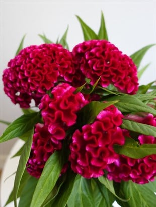 Kadife Çiçeği (Celosia Cristata) – Göz Alıcı Kadifemsi Doku