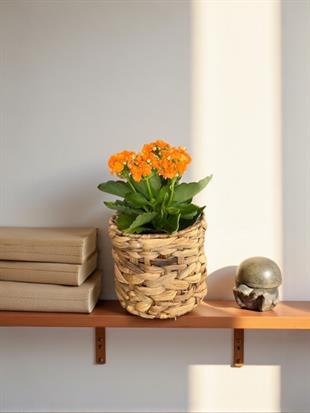 Kalanchoe Çiçeği - Emel Hanım Kalanşo Masaüstü Boy (Turuncu)