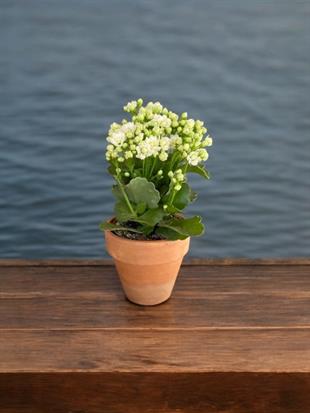 Kalanchoe Çiçeği - Emel Hanım Kalanşo Masaüstü Boy (Beyaz)