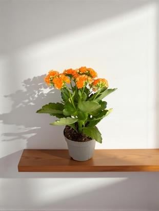 Kalanchoe Çiçeği - Emel Hanım Kalanşo Masaüstü Boy (Turuncu)