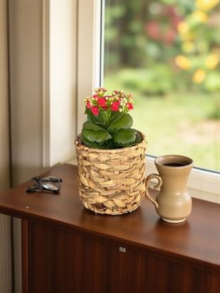 Kalanchoe Çiçeği - Emel Hanım Kalanşo Masaüstü Boy (Kırmızı)