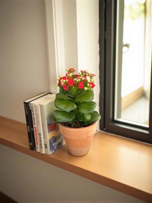 Kalanchoe Çiçeği - Emel Hanım Kalanşo Masaüstü Boy (Kırmızı)