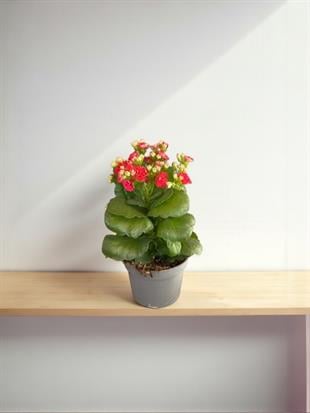 Kalanchoe Çiçeği - Emel Hanım Kalanşo Masaüstü Boy (Kırmızı)