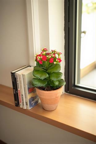 Kalanchoe Çiçeği - Emel Hanım Kalanşo Masaüstü Boy (Kırmızı)