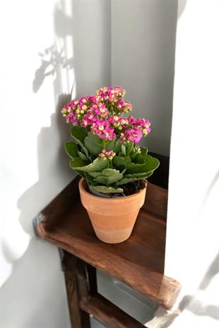 Kalanchoe Çiçeği - Emel Hanım Kalanşo Masaüstü Boy (Pembe)