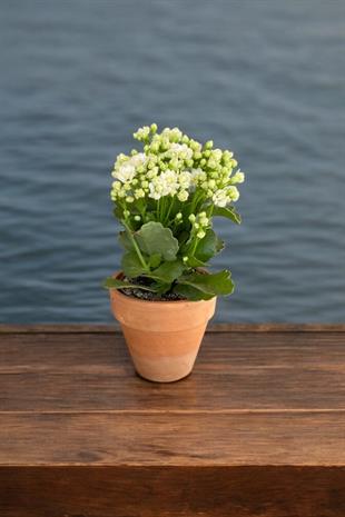 Kalanchoe Çiçeği - Emel Hanım Kalanşo Masaüstü Boy (Beyaz)