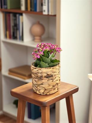 Kalanchoe Çiçeği - Emel Hanım Kalanşo Masaüstü Boy (Pembe)