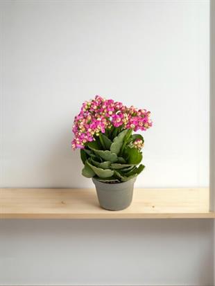 Kalanchoe Çiçeği - Emel Hanım Kalanşo Masaüstü Boy (Pembe)