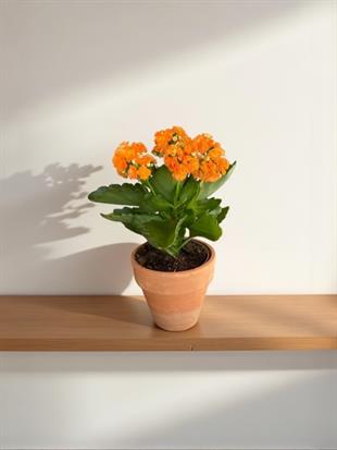 Kalanchoe Çiçeği - Emel Hanım Kalanşo Masaüstü Boy (Turuncu)