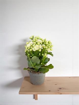 Kalanchoe Çiçeği - Emel Hanım Kalanşo Masaüstü Boy (Beyaz)