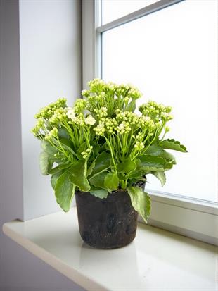 Kalanchoe Çiçeği XL En Büyük Boy  (Kalanşo Çiçeği) Beyaz