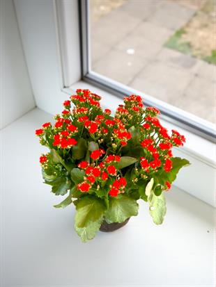 Kalanchoe Çiçeği XL En Büyük Boy  (Kalanşo Çiçeği) Kırmızı