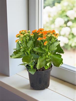 Kalanchoe Çiçeği XL En Büyük Boy  (Kalanşo Çiçeği) Turuncu
