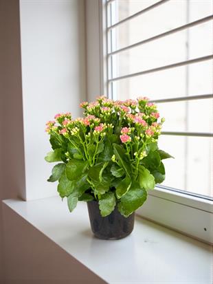 Kalanchoe Çiçeği XL En Büyük Boy  (Kalanşo Çiçeği) Pembe