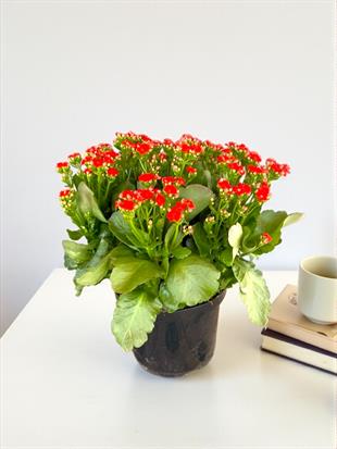 Kalanchoe Çiçeği XL En Büyük Boy  (Kalanşo Çiçeği) Kırmızı