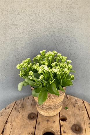 Kalanchoe Çiçeği XL En Büyük Boy  (Kalanşo Çiçeği) Beyaz