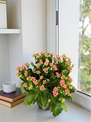 Kalanchoe Çiçeği XL En Büyük Boy  (Kalanşo Çiçeği) Pembe