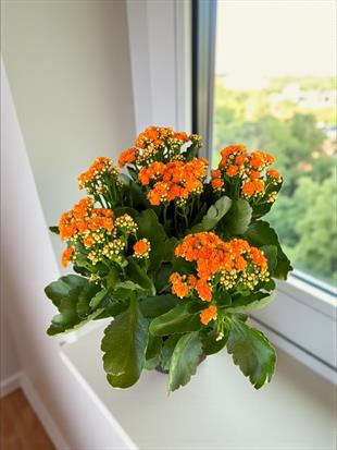 Kalanchoe Çiçeği XL En Büyük Boy  (Kalanşo Çiçeği) Turuncu