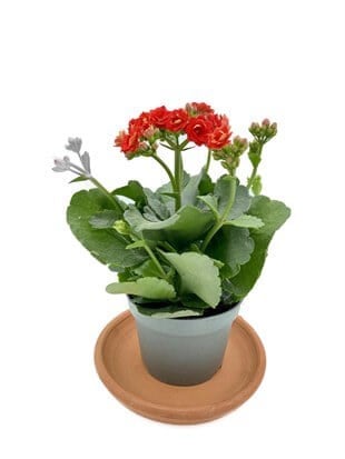 Kalanchoe Çiçeği (Kalanşo Çiçeği) Kırmızı