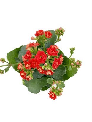 Kalanchoe Çiçeği (Kalanşo Çiçeği) Kırmızı