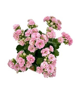 Kalanchoe Çiçeği (Kalanşo Çiçeği) Pembe