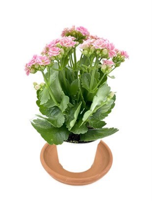 Kalanchoe Çiçeği (Kalanşo Çiçeği) Pembe