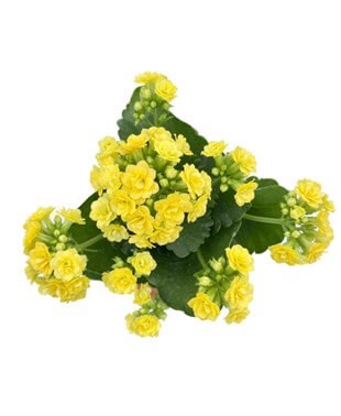 Kalanchoe Çiçeği (Kalanşo Çiçeği) Sarı