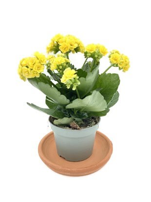 Kalanchoe Çiçeği (Kalanşo Çiçeği) Sarı