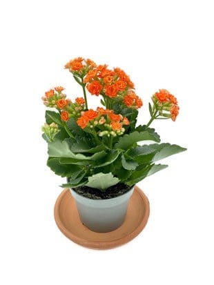 Kalanchoe Çiçeği (Kalanşo Çiçeği) Turuncu
