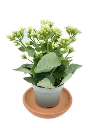 Kalanchoe Çiçeği (Kalanşo Çiçeği) Beyaz