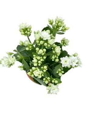 Kalanchoe Çiçeği (Kalanşo Çiçeği) Beyaz