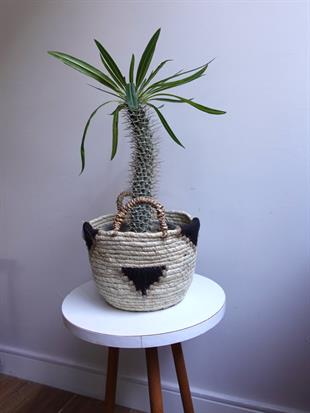 Kalın Gövdeli Tropik Madagaskar Palmiyesi 45-50 cm-Pachypodlum Lamerei