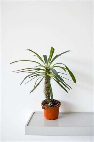 Kalın Gövdeli Tropik Madagaskar Palmiyesi 35-40 cm-Pachypodlum Lamerei