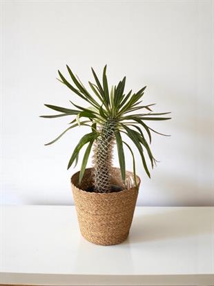 Kalın Gövdeli Tropik Madagaskar Palmiyesi 45-50 cm-Pachypodlum Lamerei