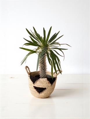 Kalın Gövdeli Tropik Madagaskar Palmiyesi 45-50 cm-Pachypodlum Lamerei