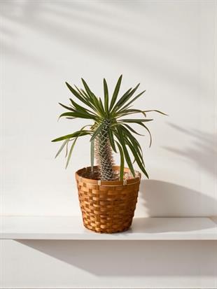 Kalın Gövdeli Tropik Madagaskar Palmiyesi 45-50 cm-Pachypodlum Lamerei