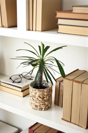 Kalın Gövdeli Tropik Madagaskar Palmiyesi 35-40 cm-Pachypodlum Lamerei