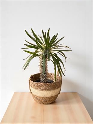 Kalın Gövdeli Tropik Madagaskar Palmiyesi 45-50 cm-Pachypodlum Lamerei