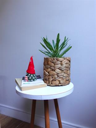 Kalın Gövdeli Tropik Madagaskar Palmiyesi 35-40 cm-Pachypodlum Lamerei