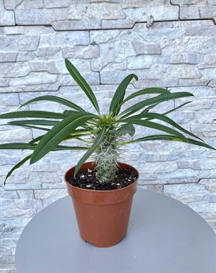 Kalın Gövdeli Tropik Madagaskar Palmiyesi 35-40 cm-Pachypodlum Lamerei