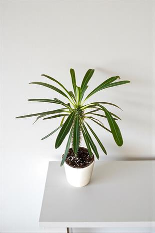 Kalın Gövdeli Tropik Madagaskar Palmiyesi 35-40 cm-Pachypodlum Lamerei